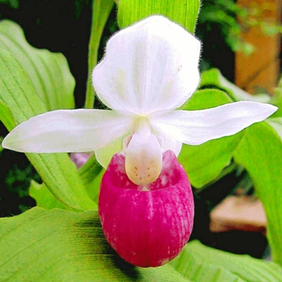 Cypripedium reginae flower