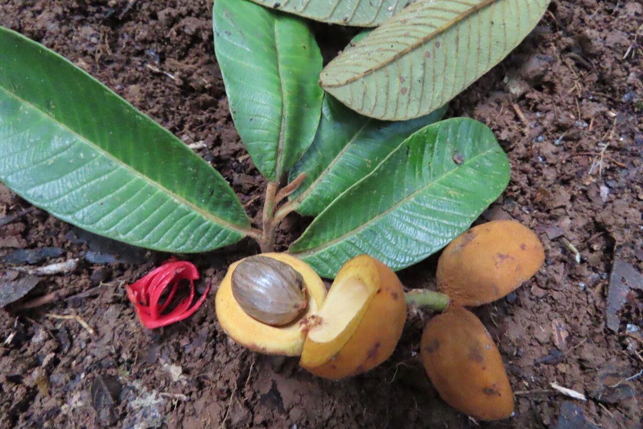 Virola koschnyi — related species from the same genus