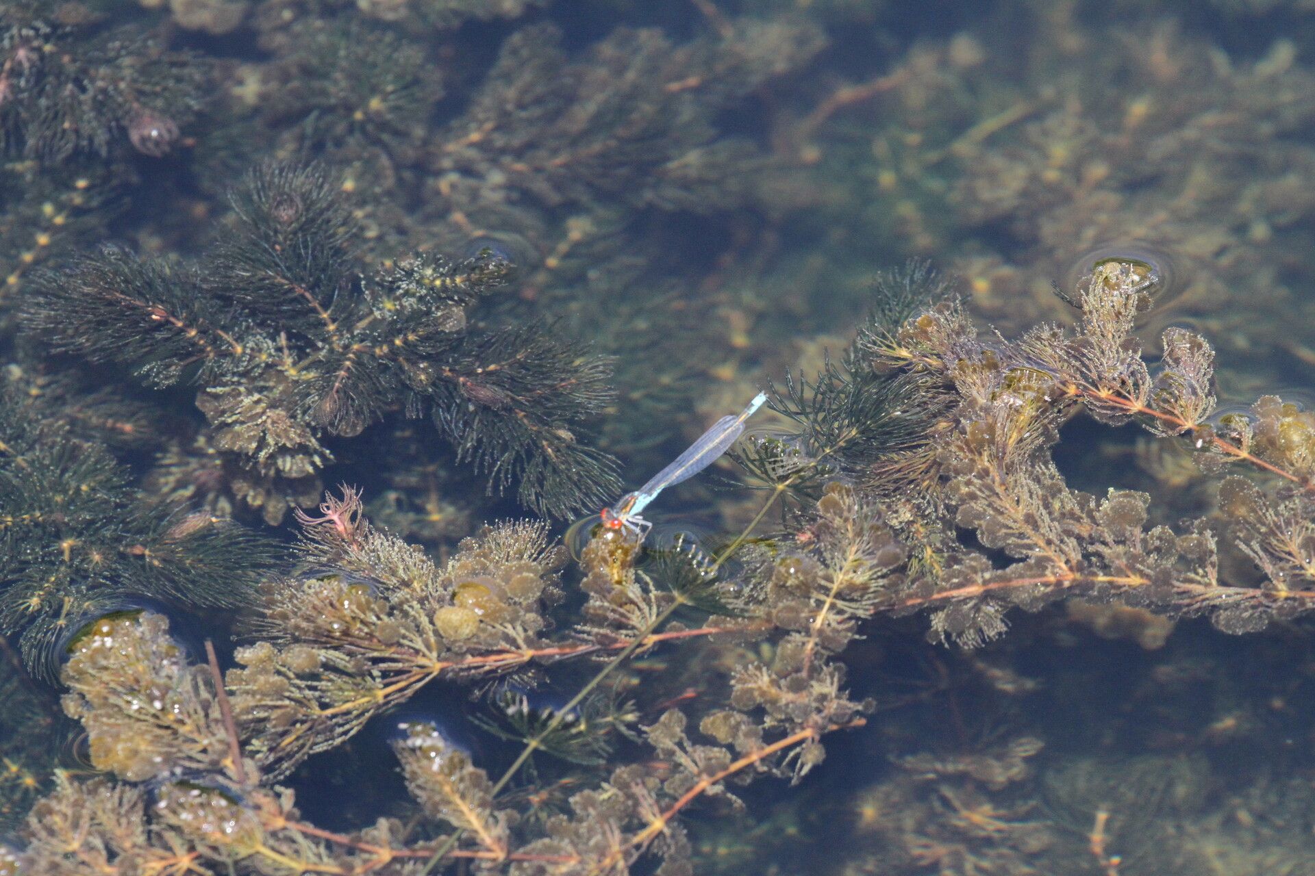 Ceratophyllum submersum