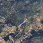 Ceratophyllum submersum