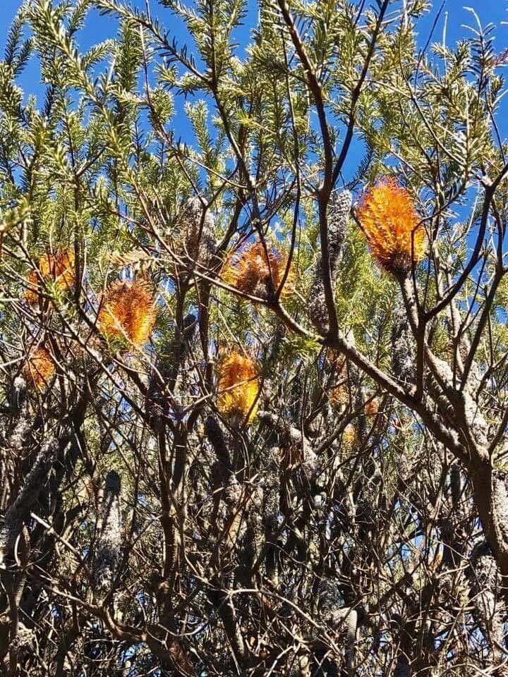 Banksia ericifolia flower