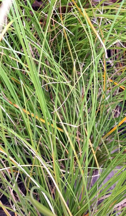 Carex buchananii — search result for 'Carex'