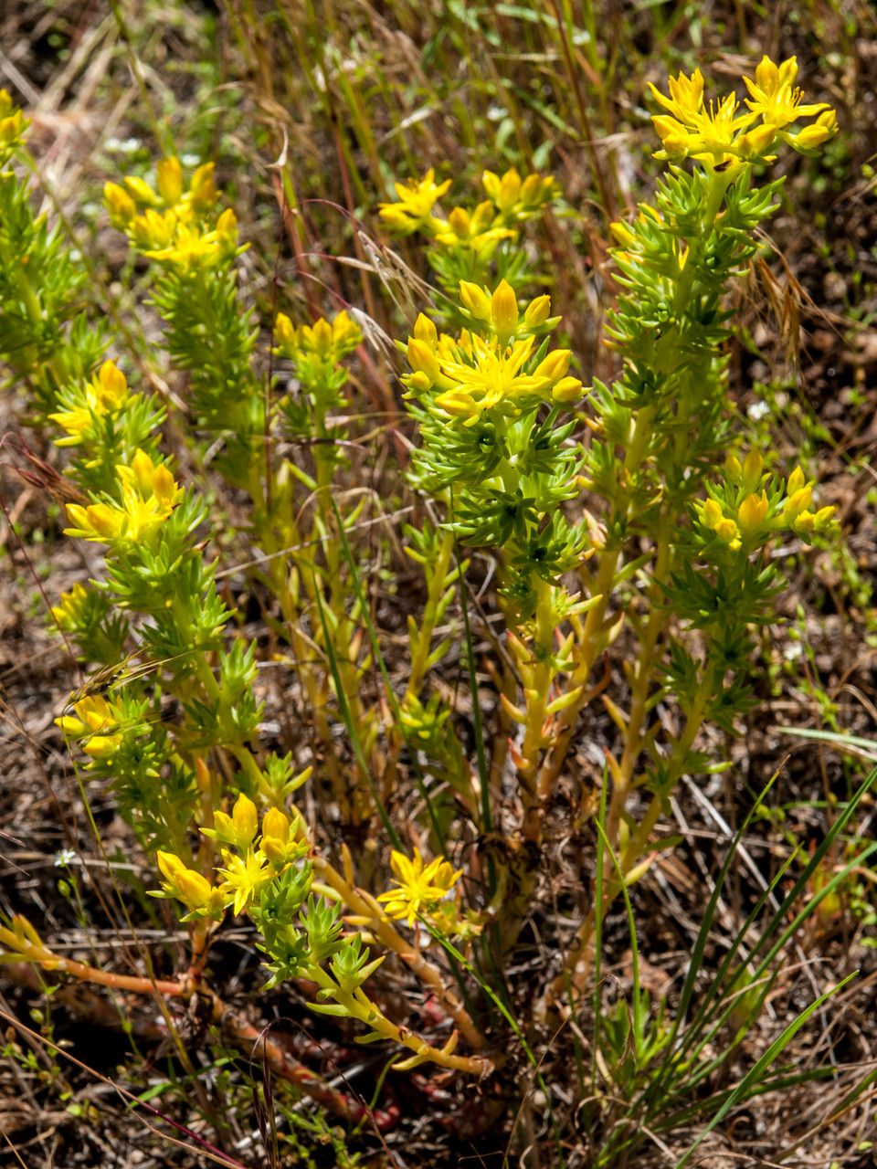 Sedum stenopetalum habit