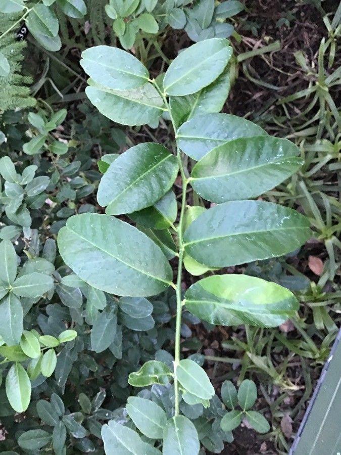Atalantia buxifolia habit