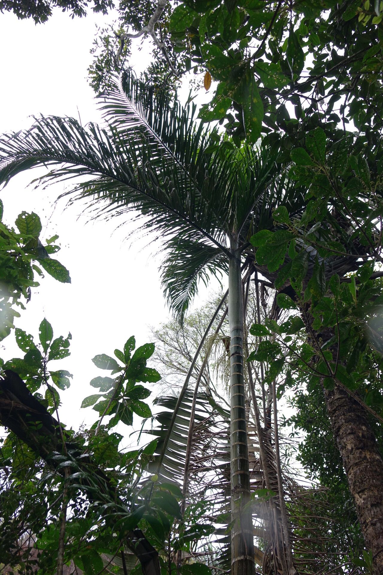 Dypsis ifanadianae habit