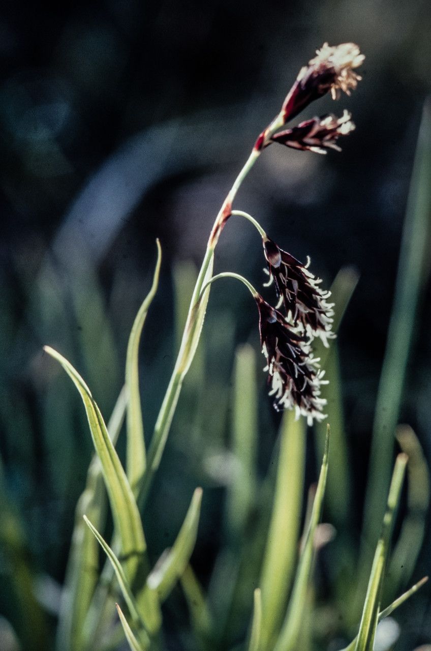 Carex atrofusca flower