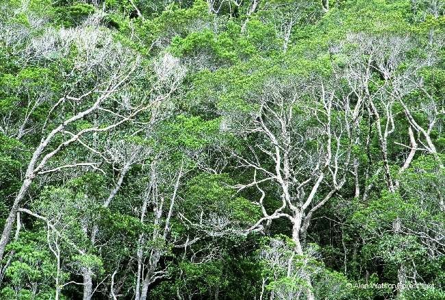 Nothofagus discoidea habit