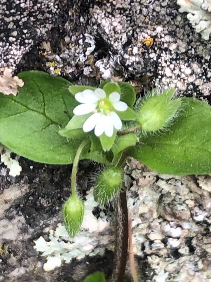 Stellaria neglecta flower