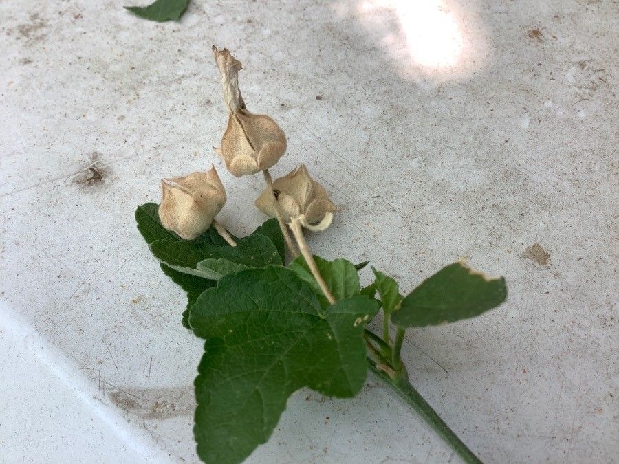 Malva thuringiaca fruit