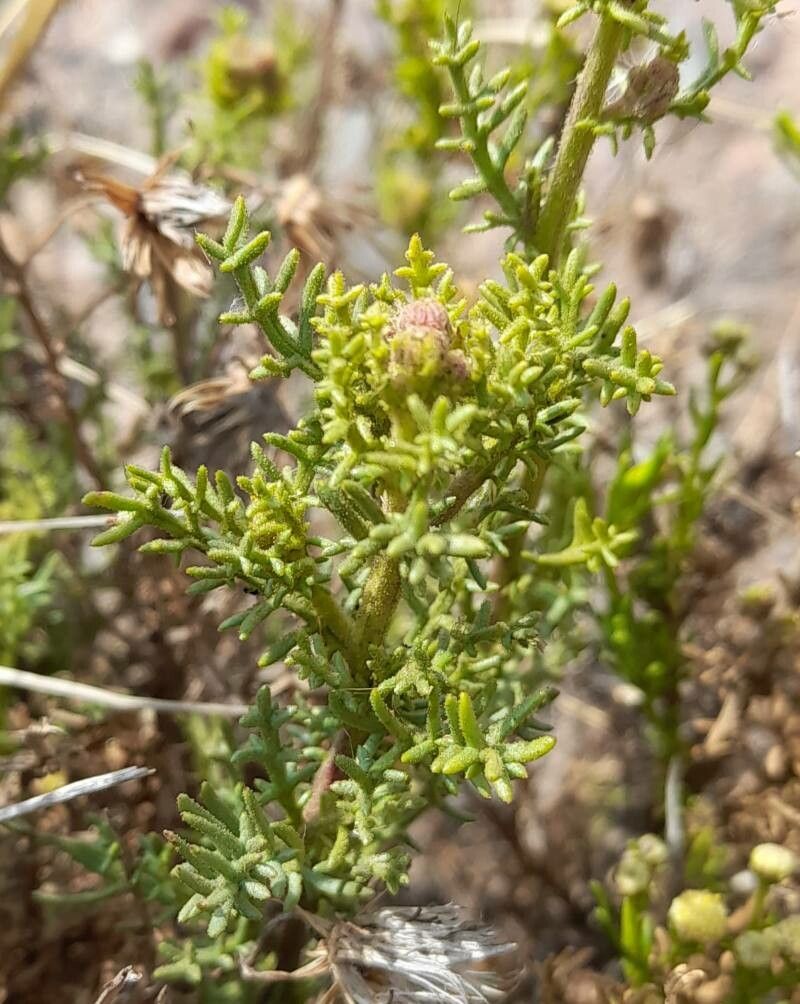 Senecio friesii — houseplant care guide