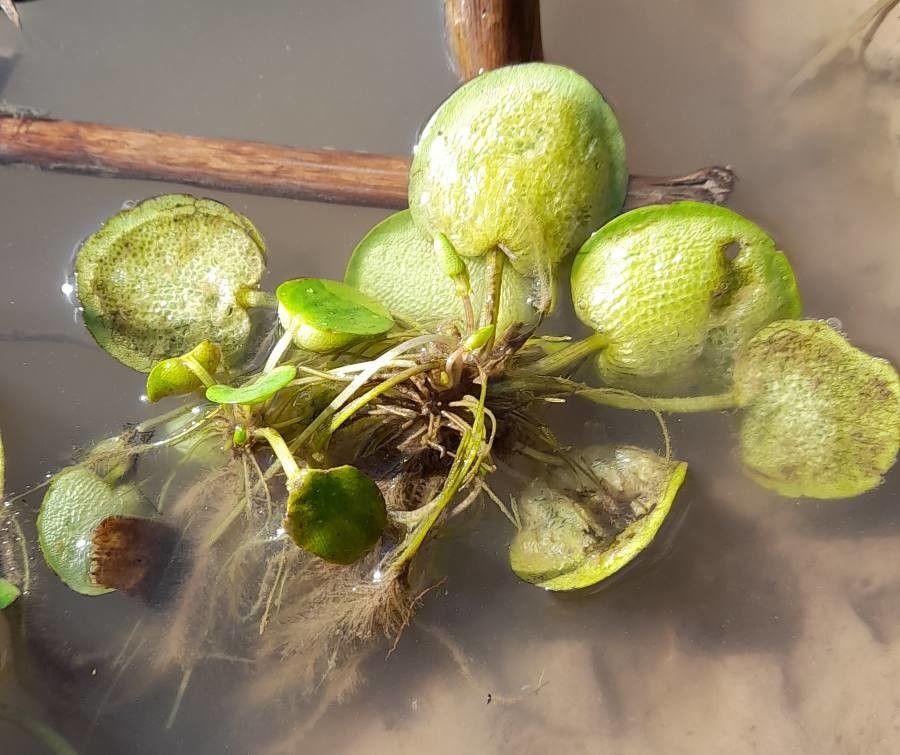 Limnobium laevigatum other