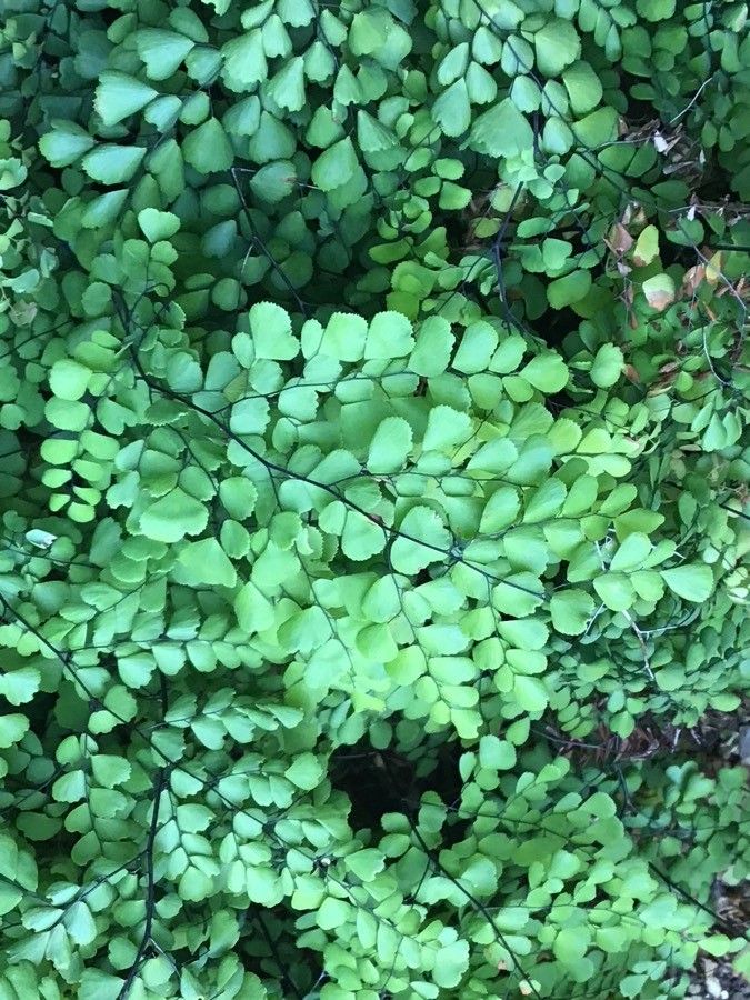 Adiantum venustum — search result for 'Pteridaceae'