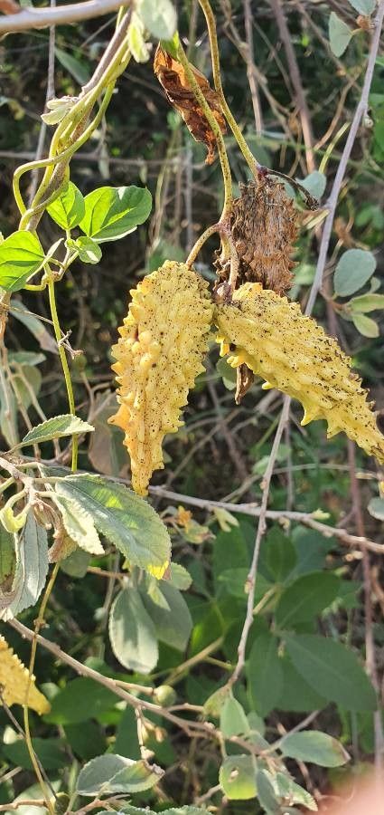 Cynanchum insipidum fruit