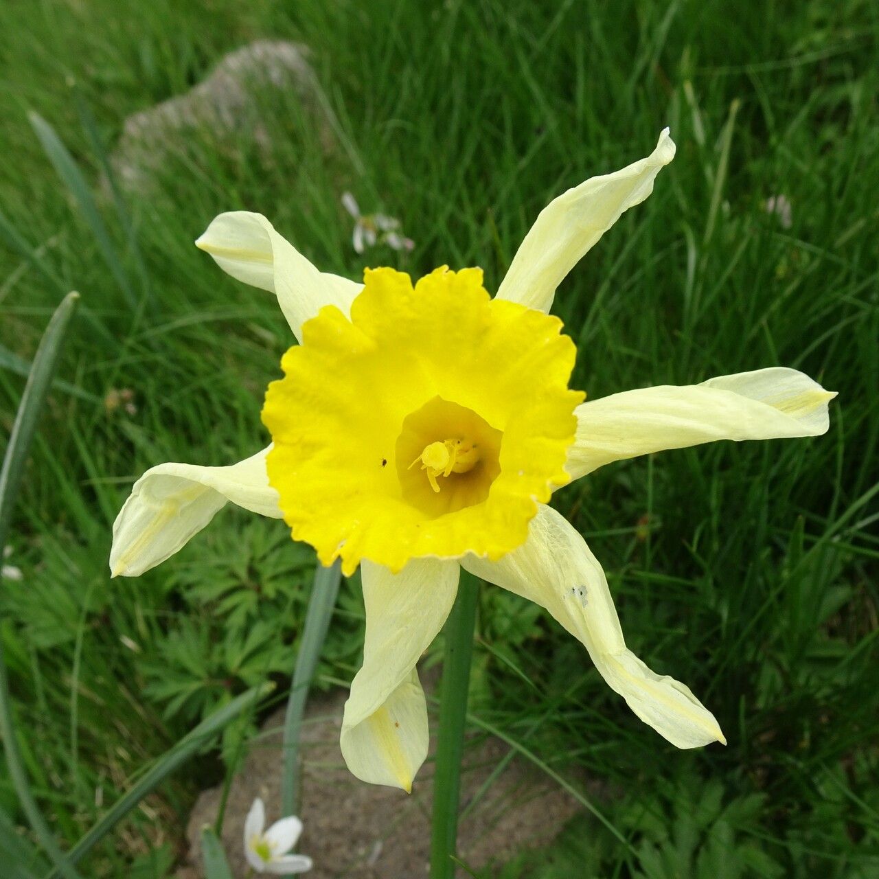 Narcissus bicolor flower