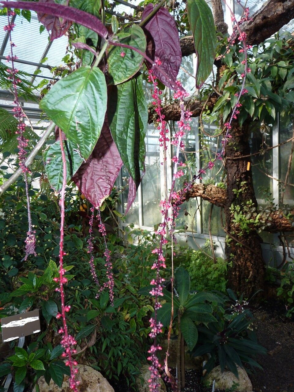 Trichostigma peruvianum habit
