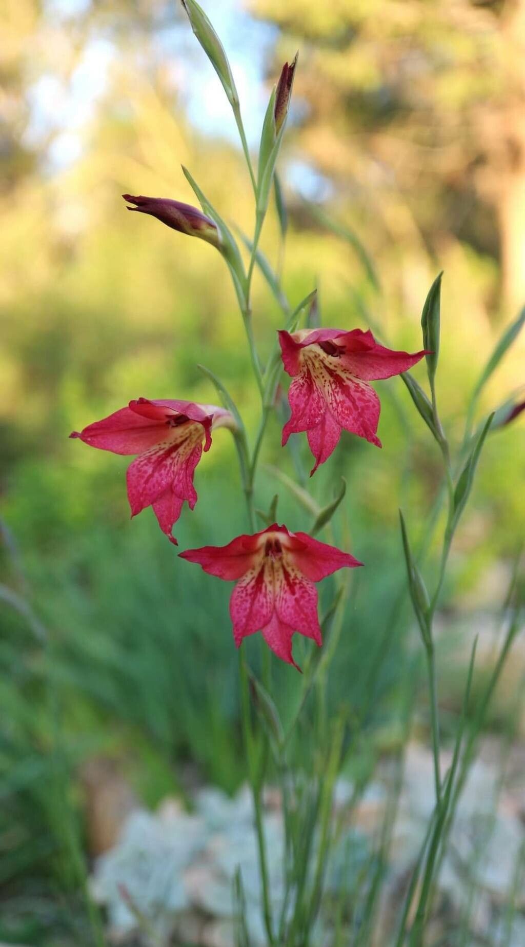 Gladiolus maculatus — search result for 'Gladiolus'