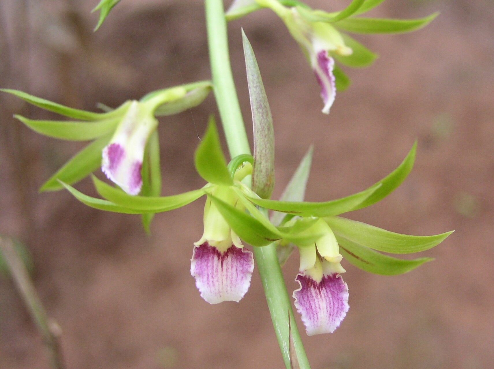 Eulophia euglossa flower