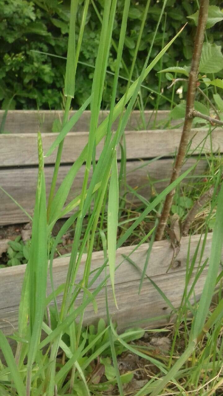 Alopecurus myosuroides leaf