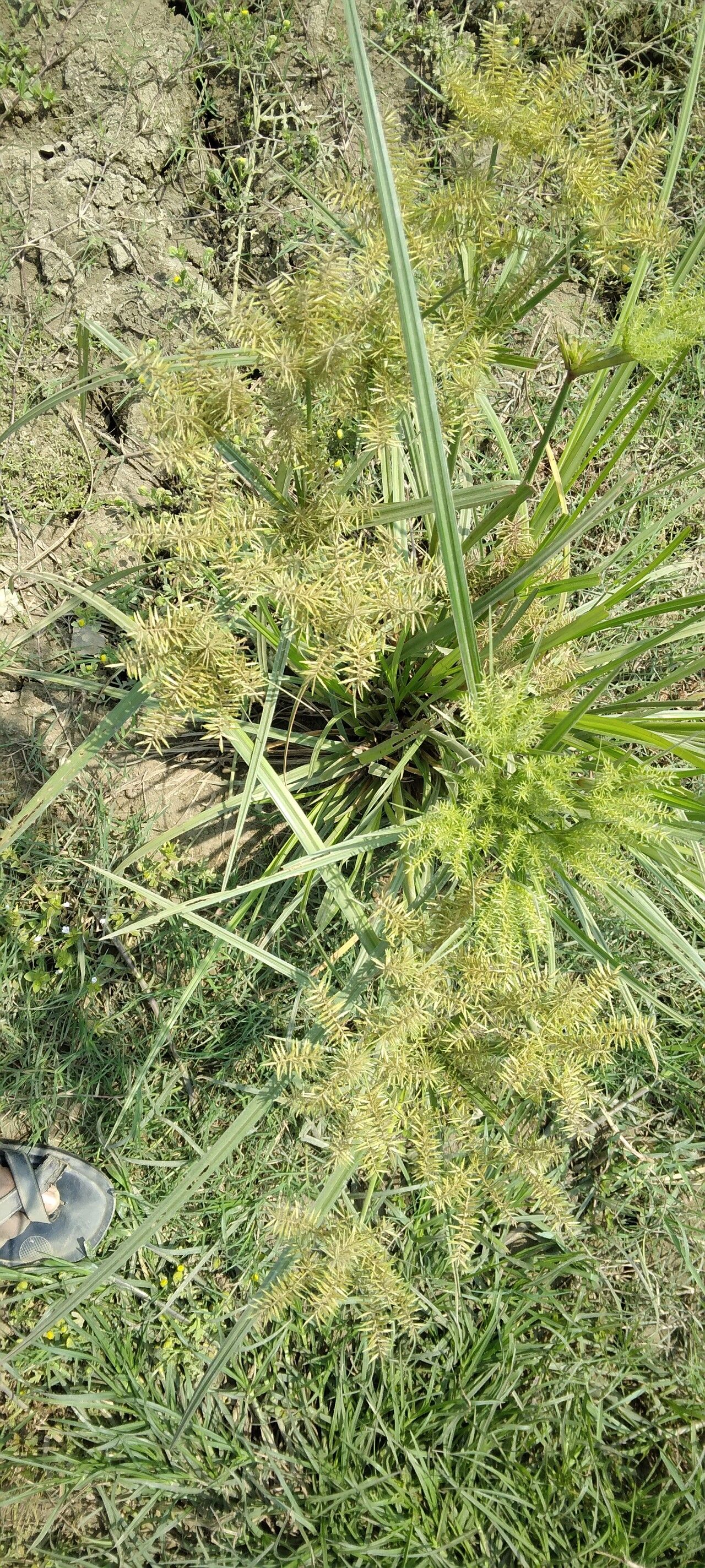 Cyperus digitatus leaf