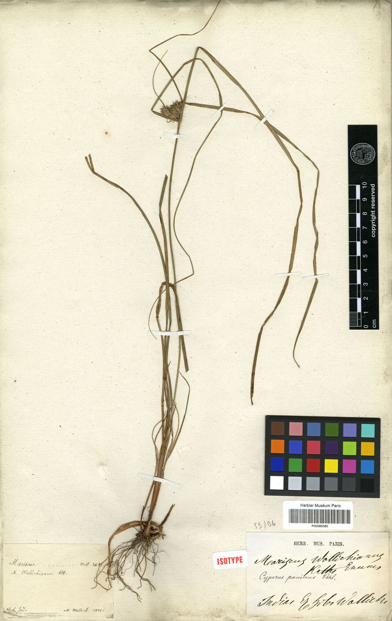 Cyperus paniceus — houseplant care guide