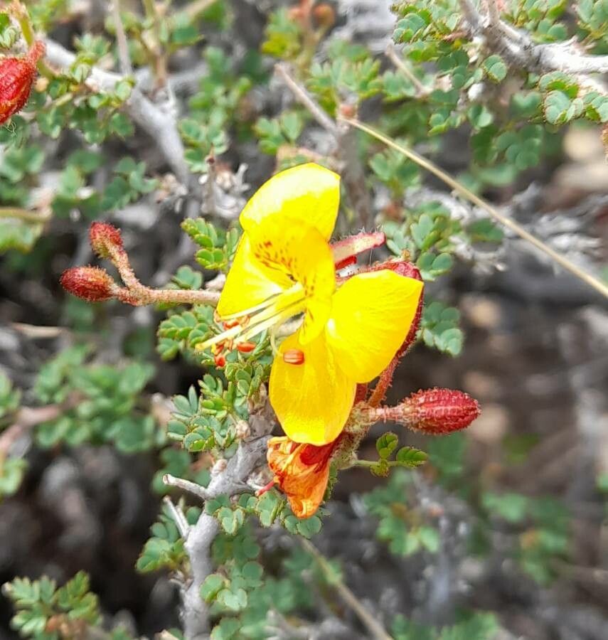 Hoffmannseggia pumilio flower