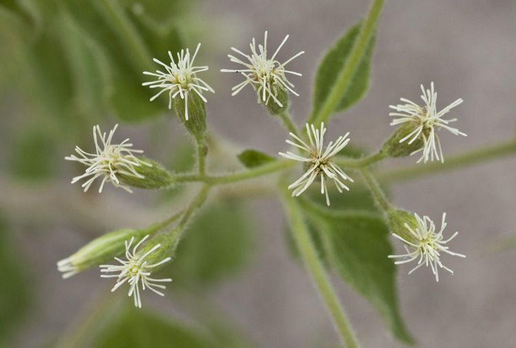 Flyriella parryi — houseplant care guide