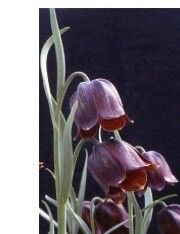 Fritillaria oranensis — search result for 'Fritillaria'