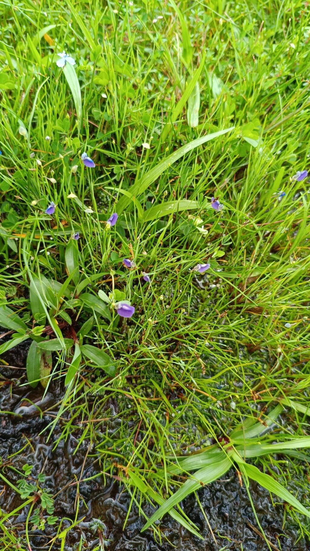 Utricularia reticulata habit