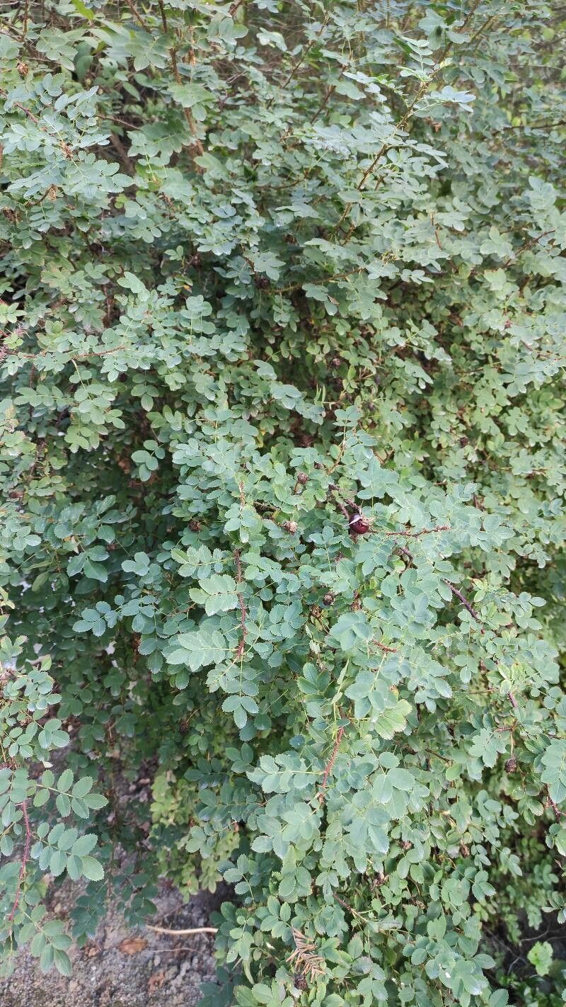 Rosa webbiana habit