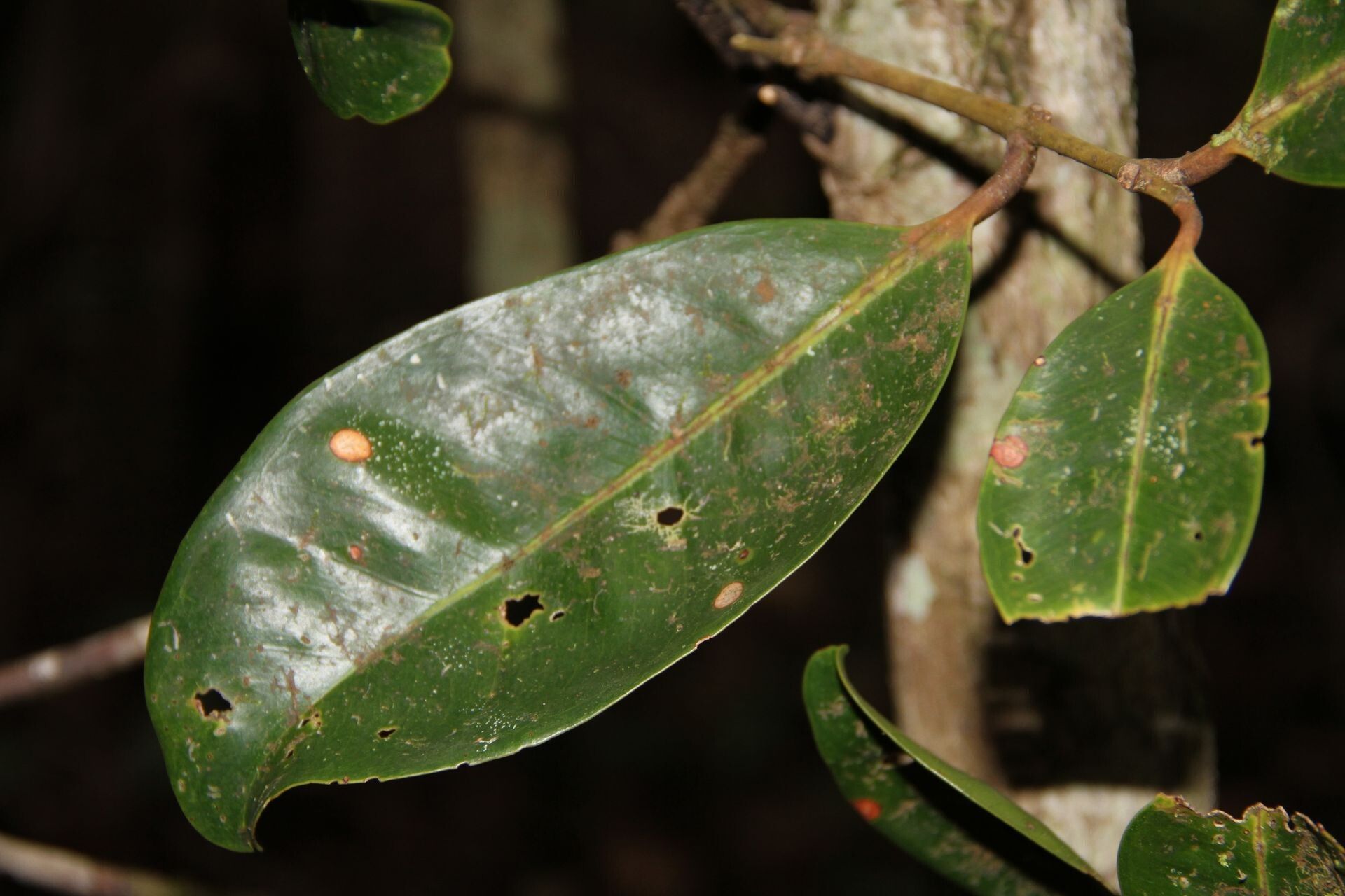 Syzygium neolaurifolium — houseplant care guide