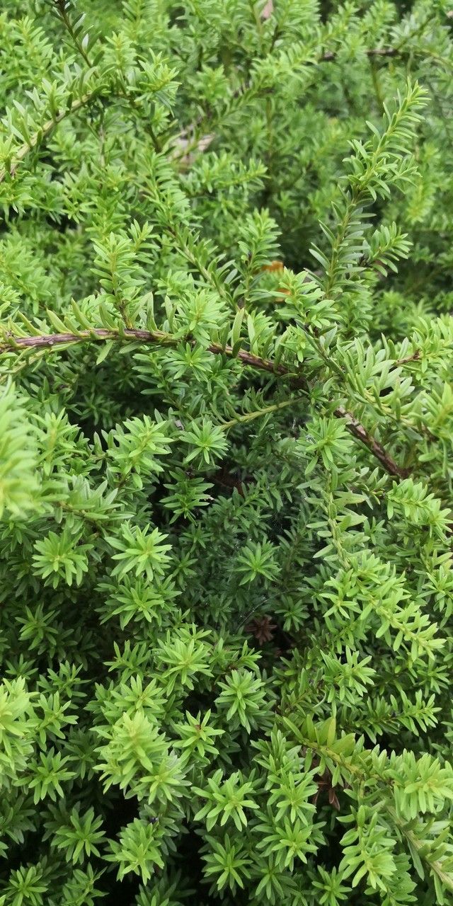 Podocarpus nivalis habit