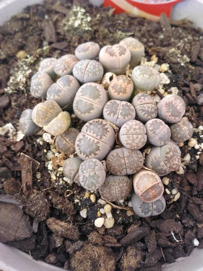 Lithops spp. flower