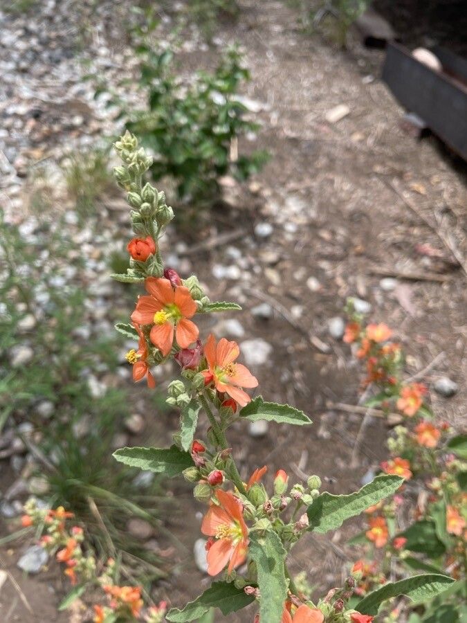Sphaeralcea fendleri flower