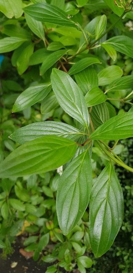 Cornus quinquinervis — houseplant care guide