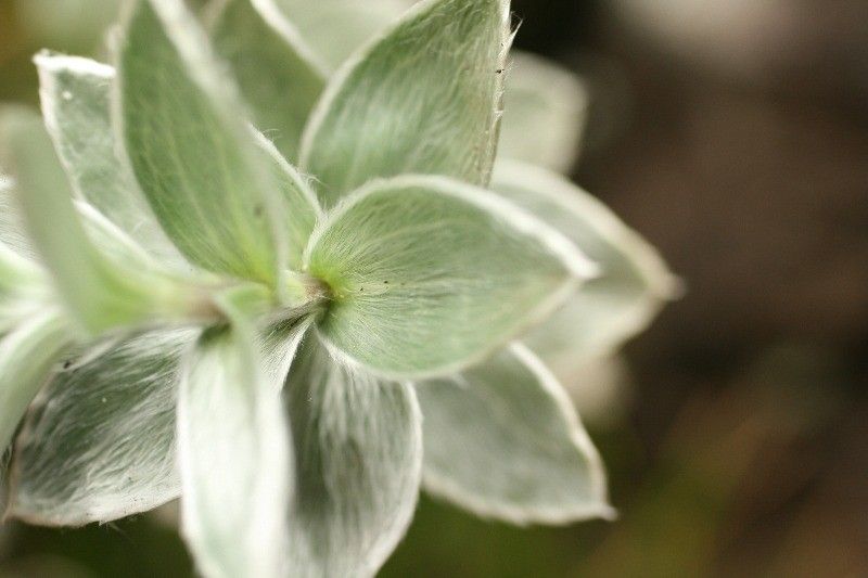 Psiadia argentea — houseplant care guide