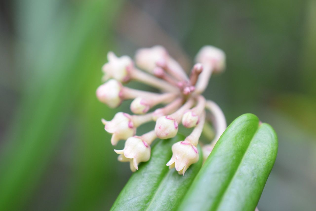 Leichhardtia mackeeorum — houseplant care guide
