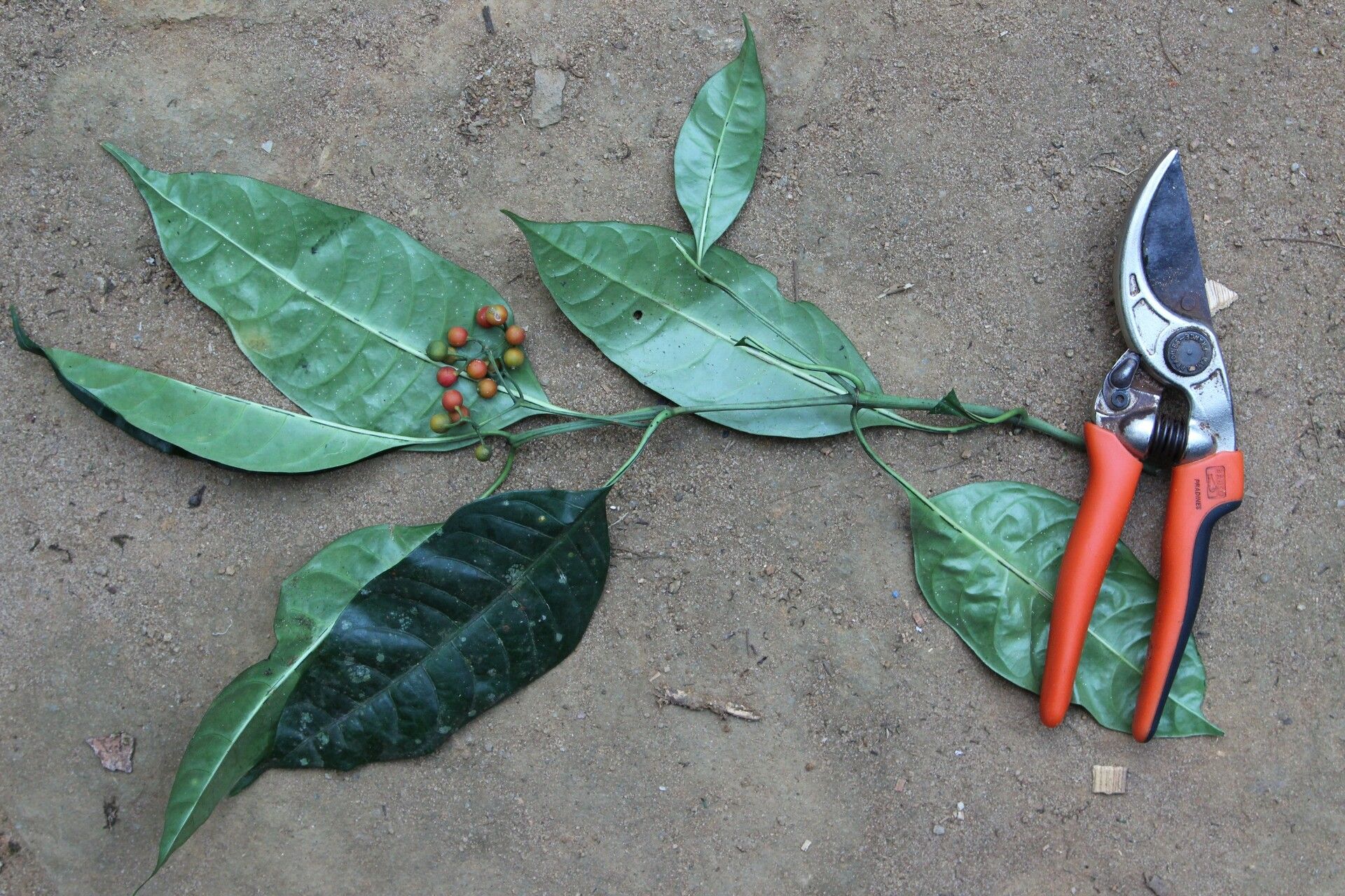 Psychotria subpunctata — houseplant care guide