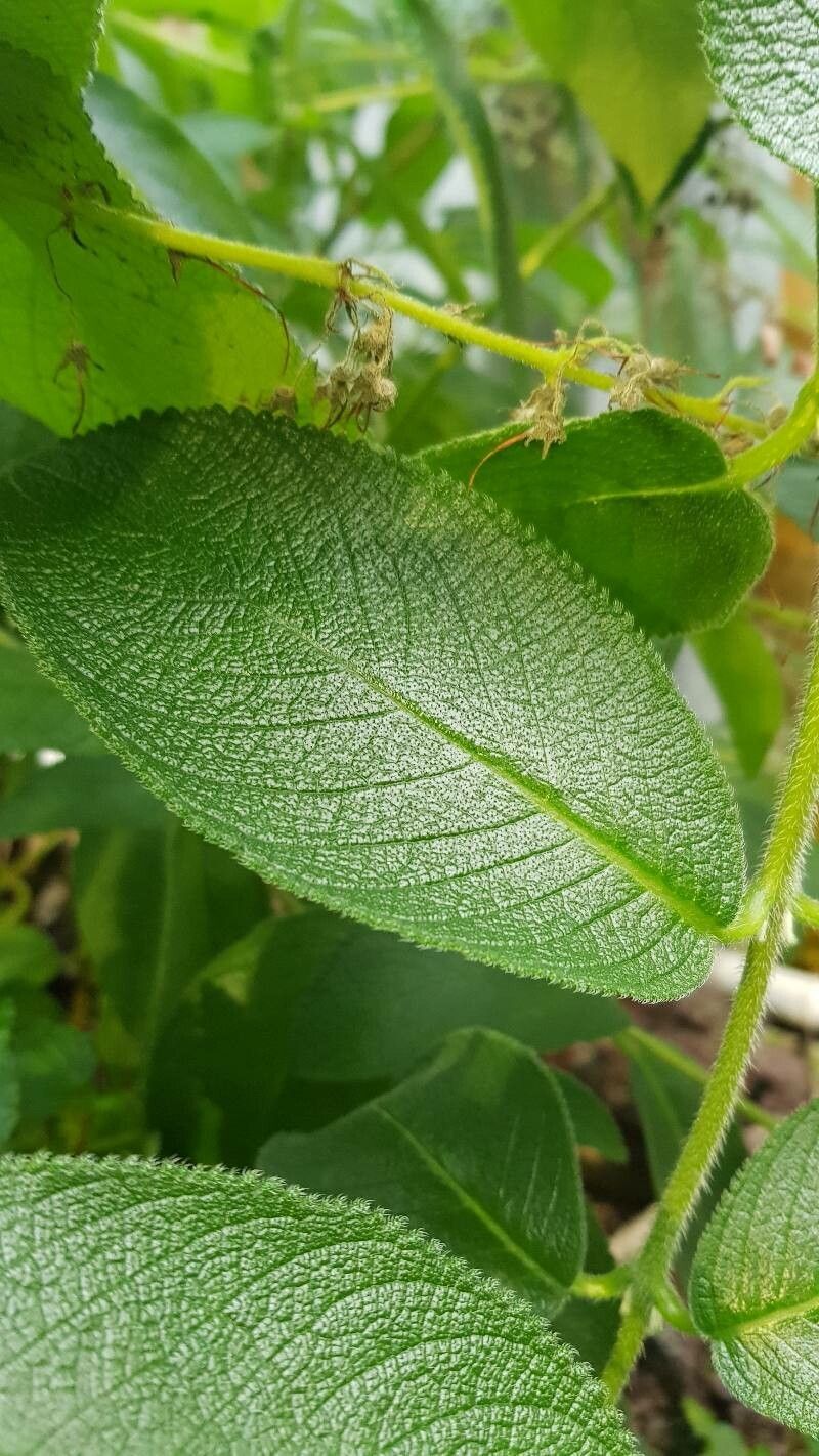 Sinningia sellovii — search result for 'Sinningia'