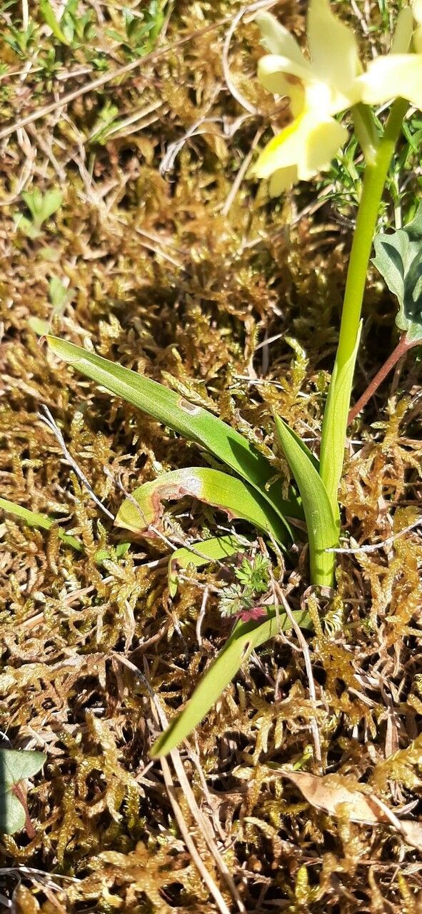 Orchis pauciflora leaf