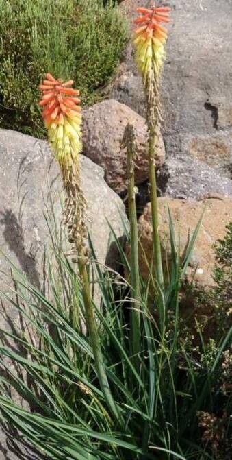Kniphofia ritualis habit