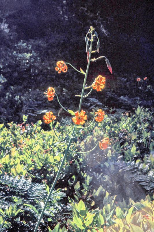 Lilium columbianum flower