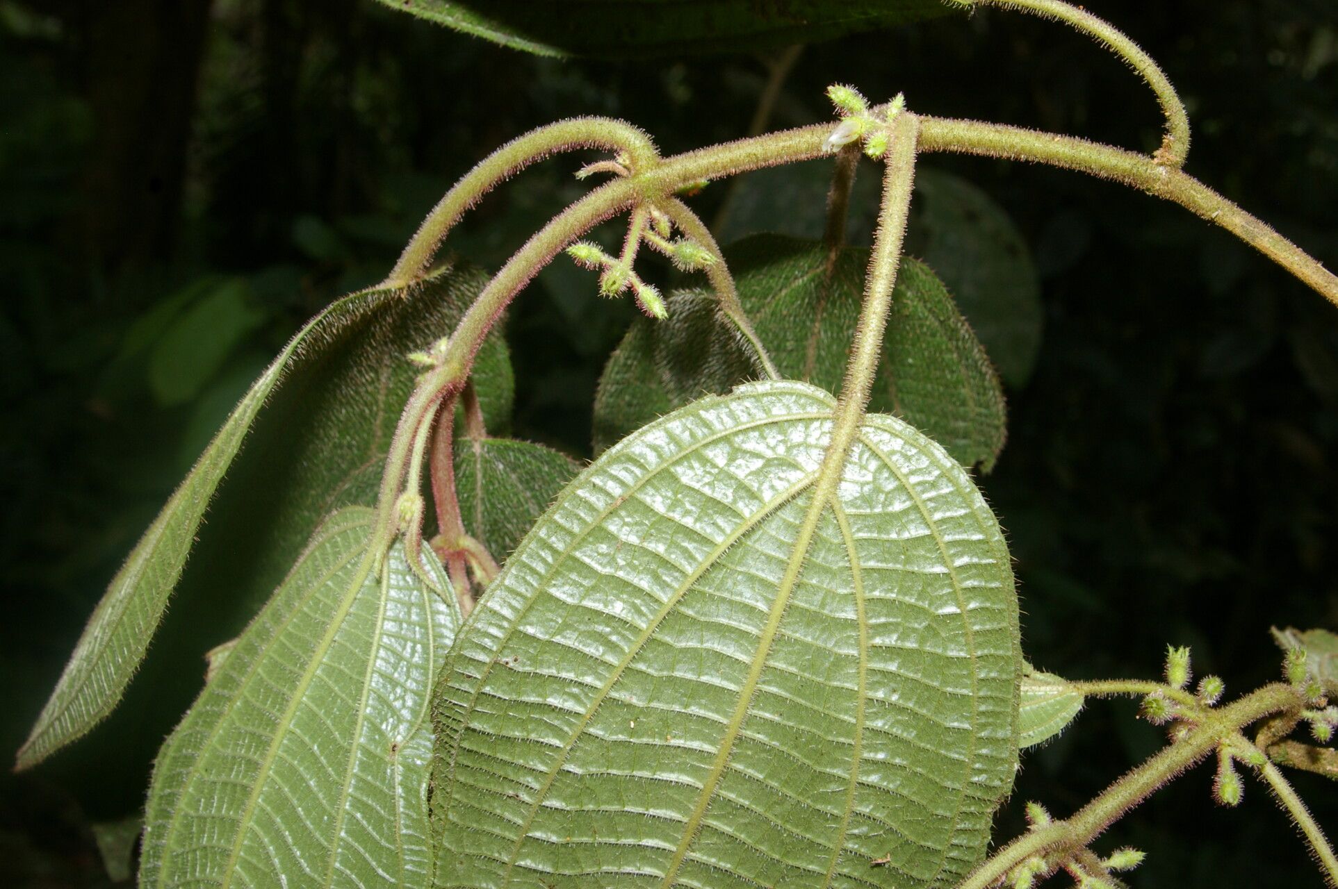 Miconia davidsei flower