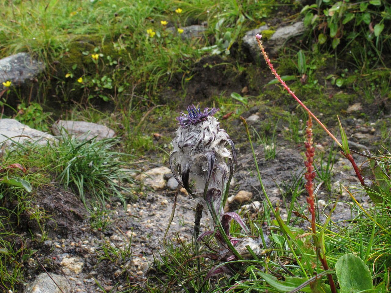 Saussurea graminifolia habit