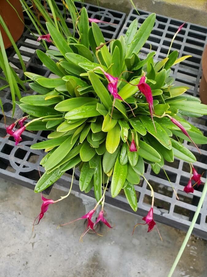Masdevallia deceptrix habit