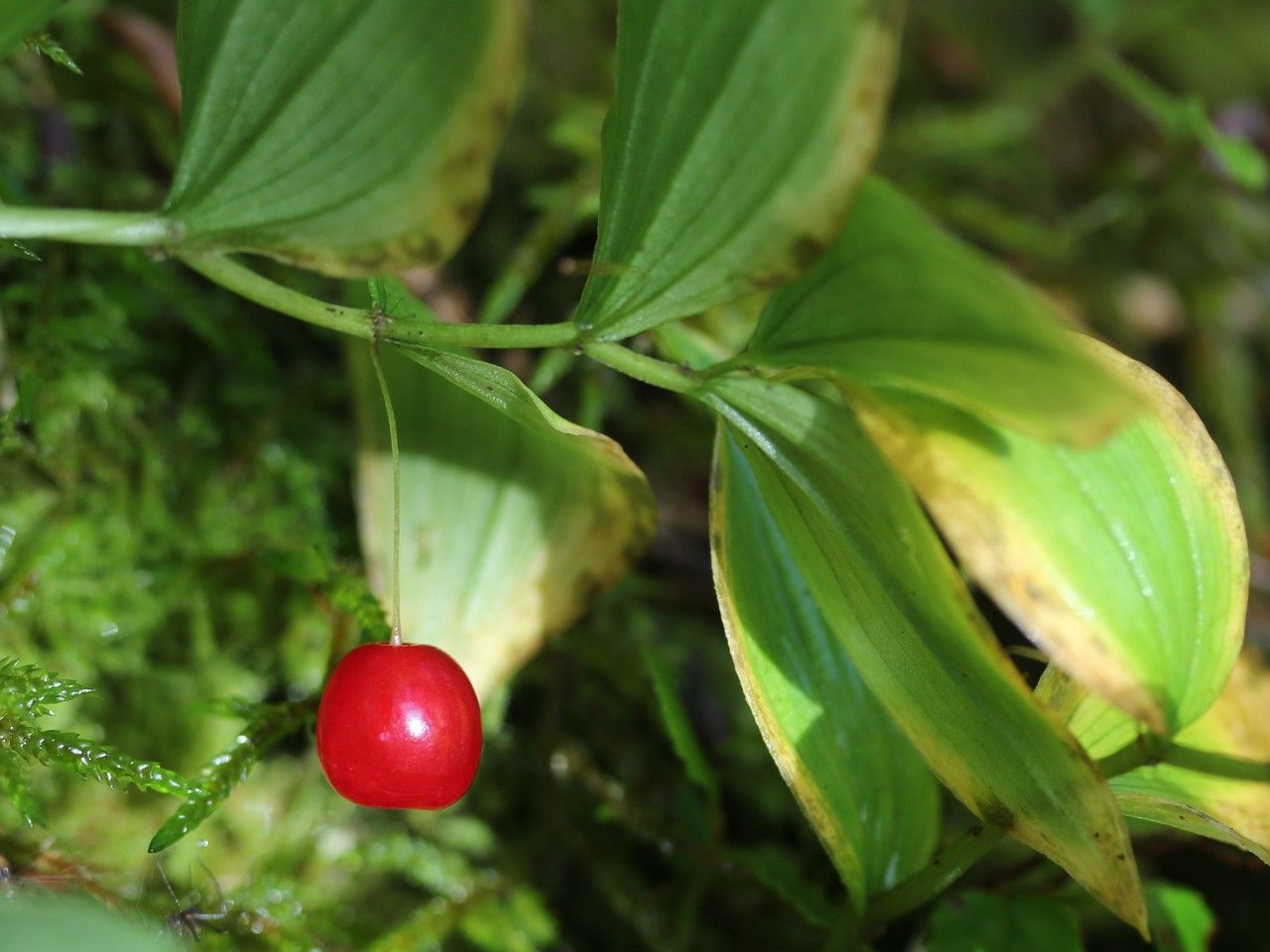Streptopus streptopoides fruit