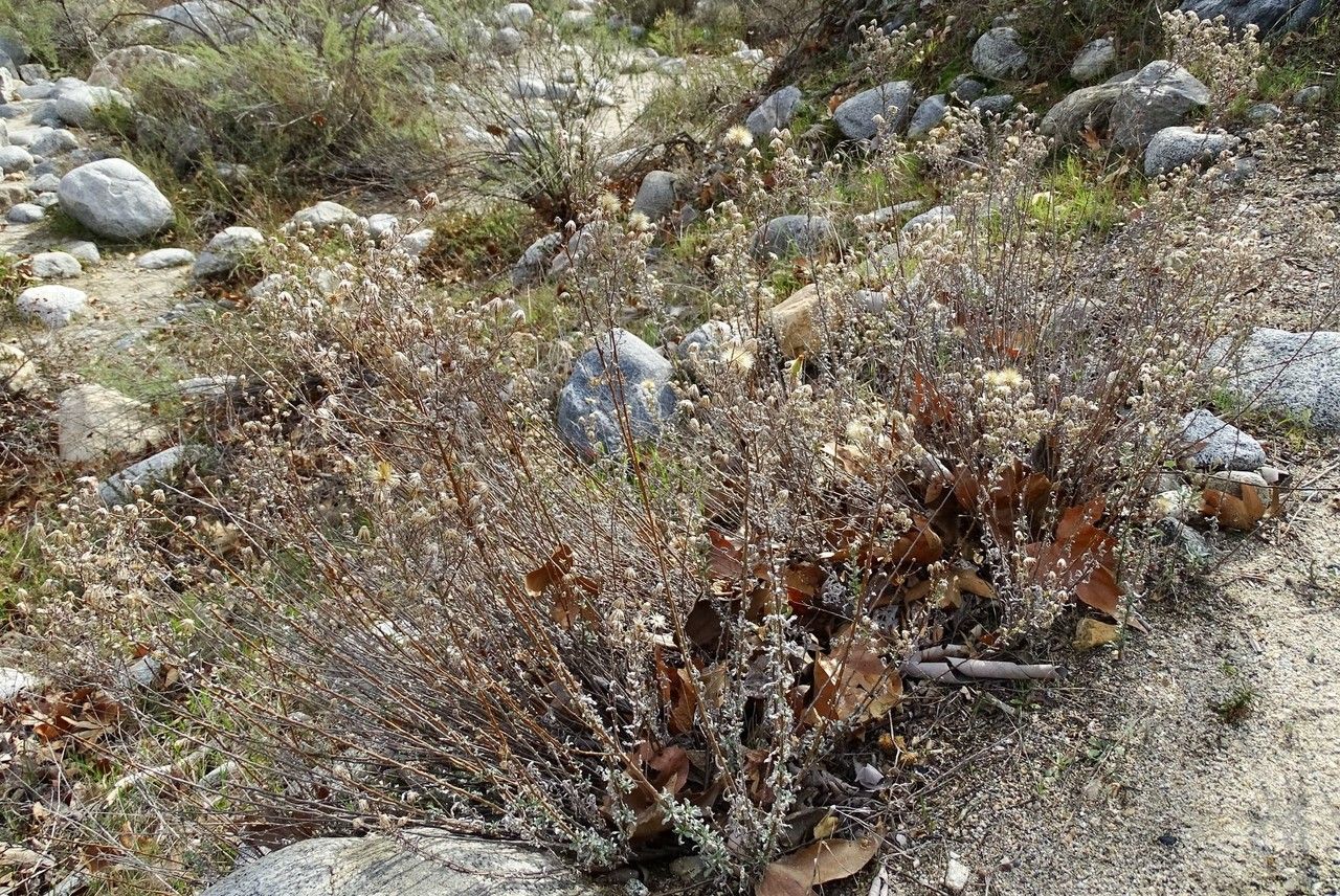 Heterotheca sessiliflora habit