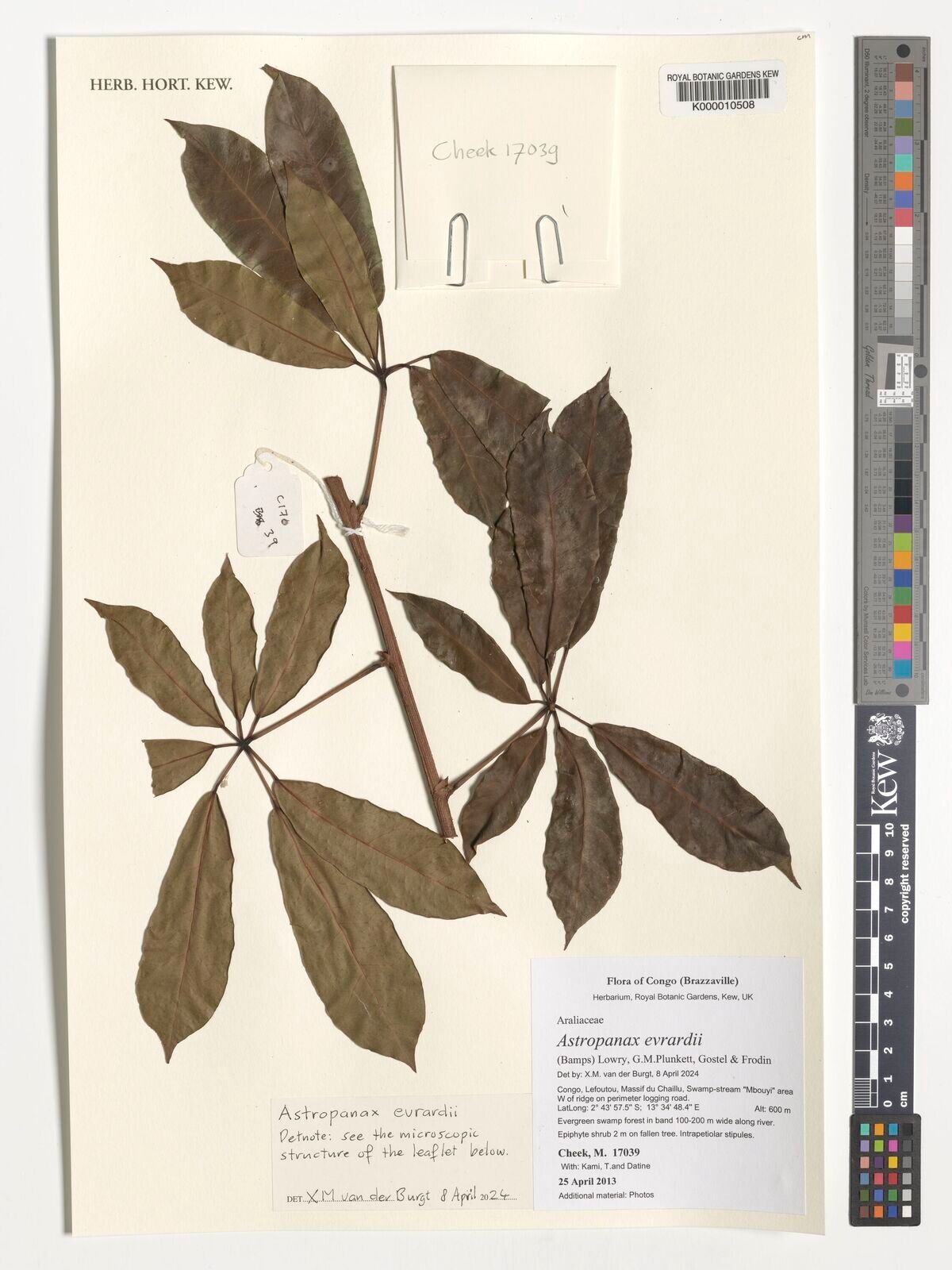 Astropanax evrardii — related species from the same genus