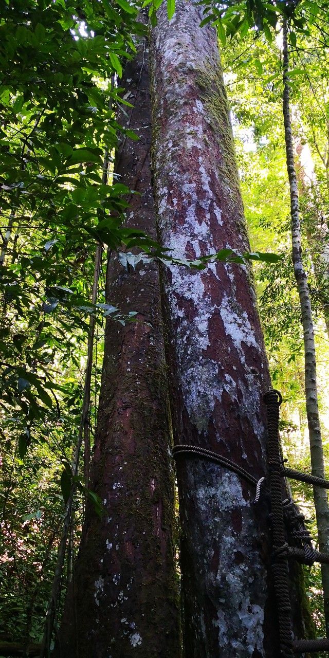 Hopea chinensis — related species from the same genus