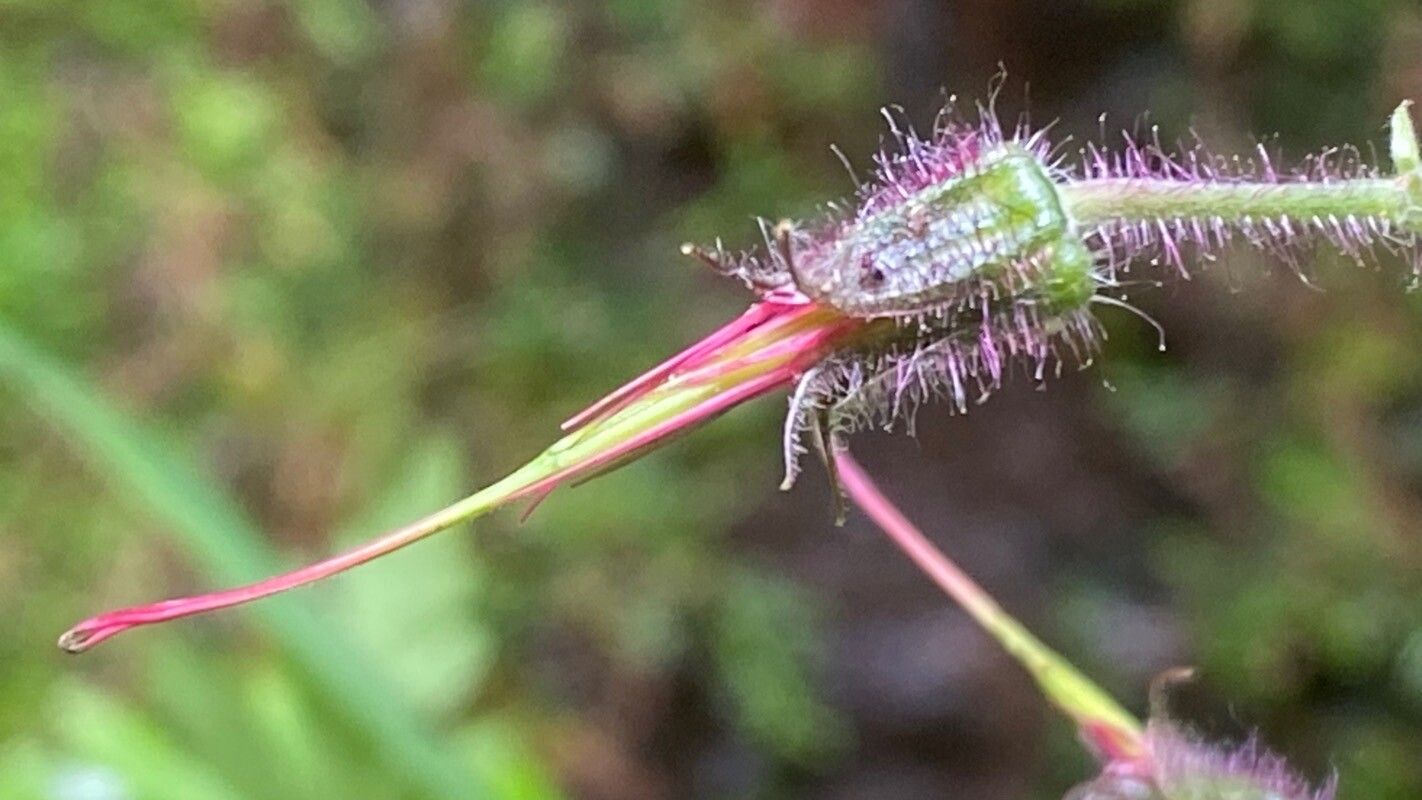 Geranium palmatum fruit