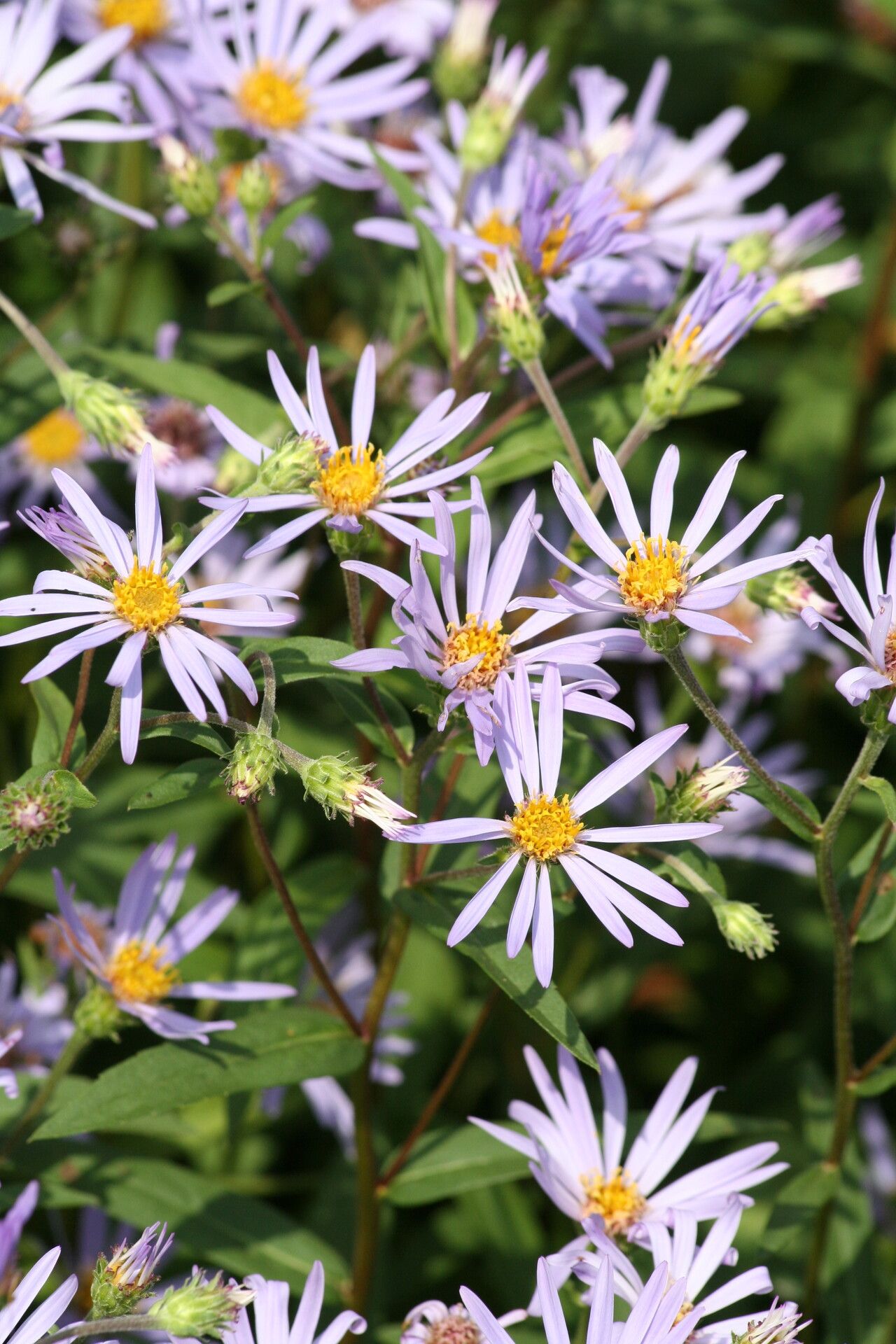 Eurybia spectabilis flower